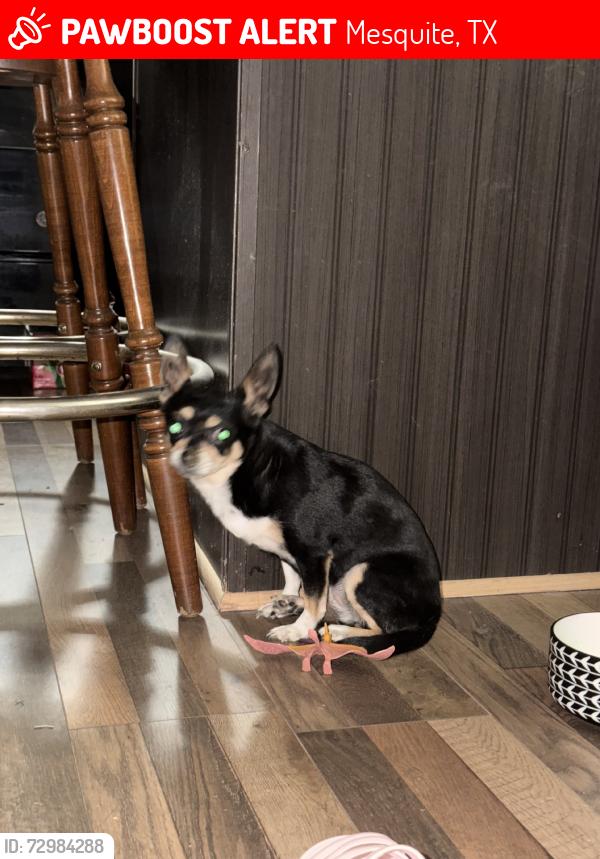 Lost Female Dog last seen Walmart neighboor, Mesquite, TX 75149