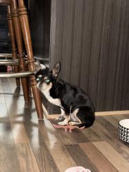 Lost Female Dog last seen Walmart neighboor, Mesquite, TX 75149