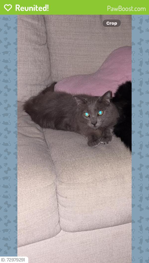 Reunited Male Cat last seen Powell St, Salinas, CA 93907, USA, Salinas, CA 93907