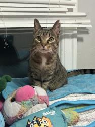 Lost Male Cat last seen S paddock willard, Pontiac, MI 48342