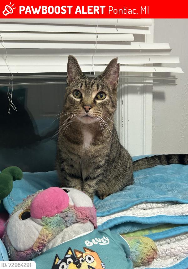 Lost Male Cat last seen S paddock willard, Pontiac, MI 48342