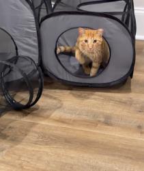 Found/Stray Male Cat last seen Marjorie Dr, Cumming, Forsyth County, GA 30041