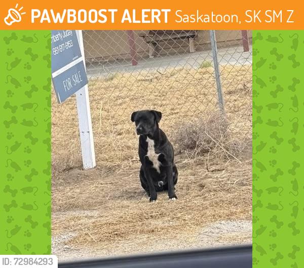 Found/Stray Male Dog last seen 20th St., West and Avenue N , Saskatoon, SK S7M 0Z1