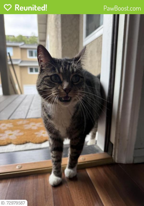 Reunited Unknown Cat last seen Quail Ridge mission and mission gate , Oceanside, CA 92057