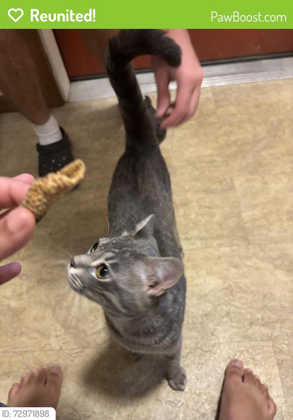Reunited Male Cat last seen McKenna woods apt, Madison, WI 53719