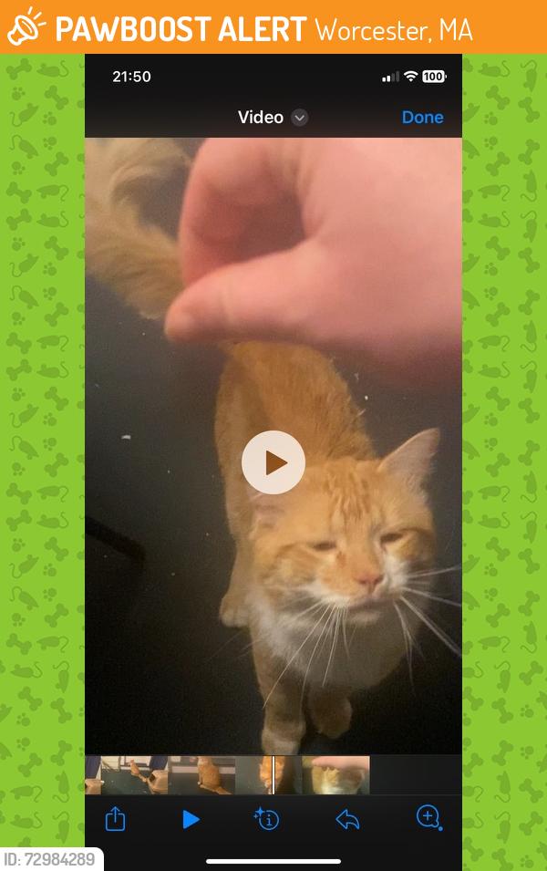 Found/Stray Male Cat last seen Colby Ave, Worcester, MA 01605