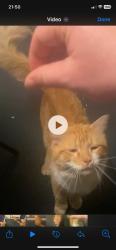 Found/Stray Male Cat last seen Colby Ave, Worcester, MA 01605