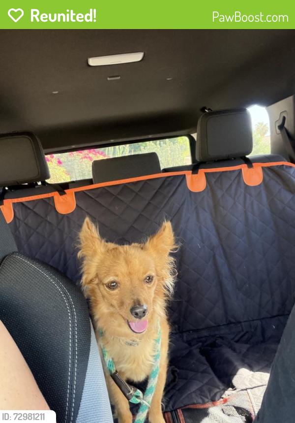 Reunited Male Dog last seen Lakview apmts on the street, Mesa, AZ 85206