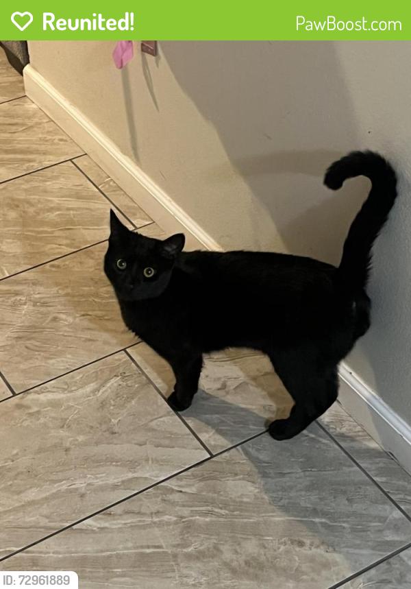 Reunited Male Cat last seen W willow and U, Lompoc, CA 93436