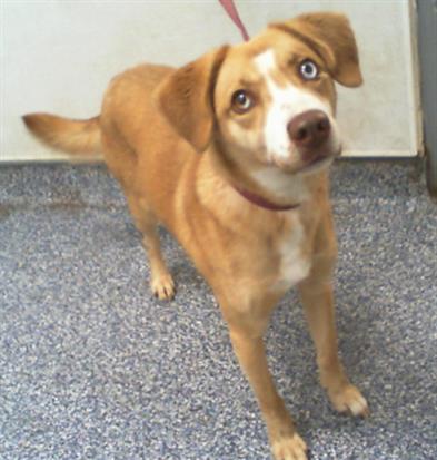 Shelter Stray Female Dog last seen CHARLOTTE, 8315 Byrum Dr, Charlotte, NC 28217, USA