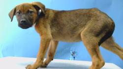 Shelter Stray Female Dog last seen , 216 W Victoria St, Gardena, CA 90248, USA