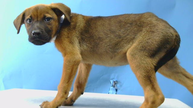 Shelter Stray Female Dog last seen , 216 W Victoria St, Gardena, CA 90248, USA