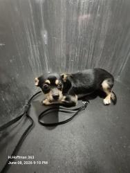 Shelter Stray Female Dog last seen Near BLOCK OF SPRING FRONT, 4710 TX-151, San Antonio, TX 78227, USA