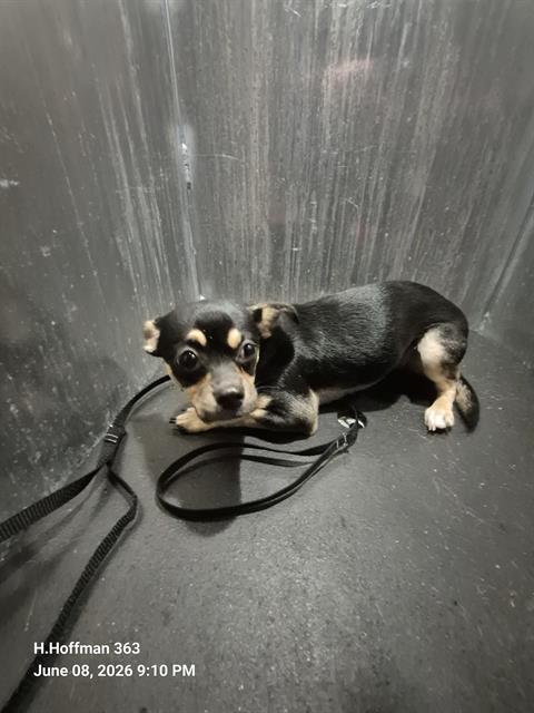 Shelter Stray Female Dog last seen Near BLOCK OF SPRING FRONT, 4710 TX-151, San Antonio, TX 78227, USA
