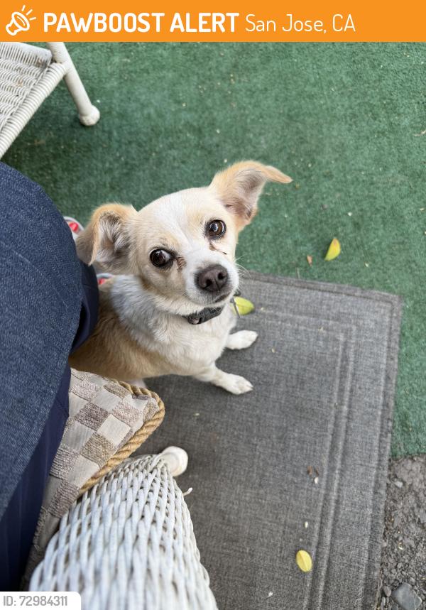 Found/Stray Female Dog last seen Off McLaughlin residential between Tully Rd & Capitol Expressway. Near Chuck E Cheese., San Jose, CA 95121