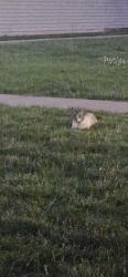 Found/Stray Unknown Cat last seen Near hickory lane / appletree day care, Sioux City, IA 51106