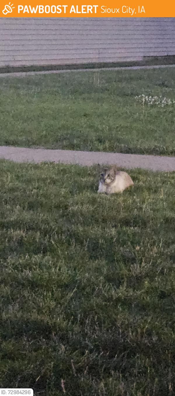 Found/Stray Unknown Cat last seen Near hickory lane / appletree day care, Sioux City, IA 51106