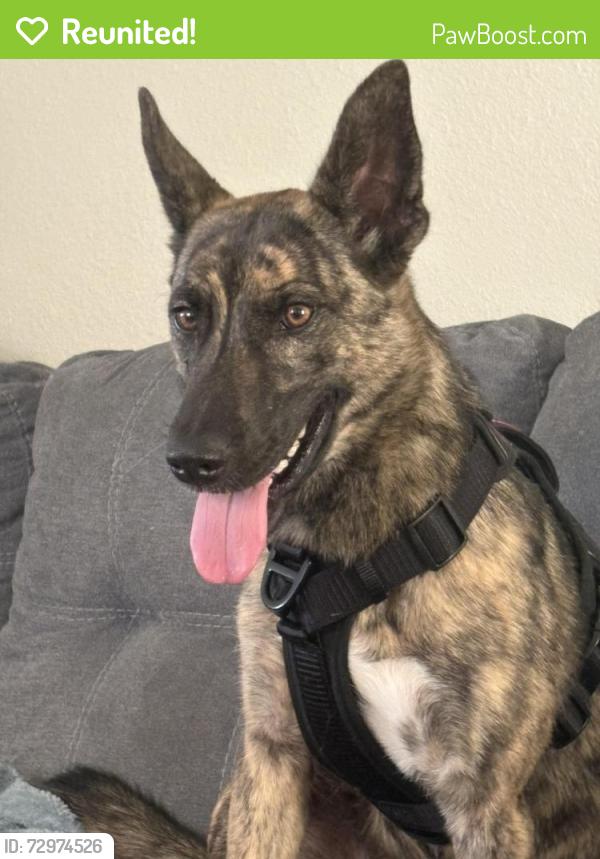 Reunited Female Dog last seen apmt complex and TN Hills, Bristol, TN 37620
