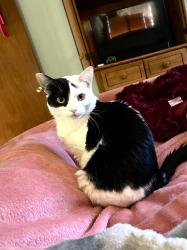 Lost Female Cat last seen Wadsworth and Missippi, Lakewood, CO 80232