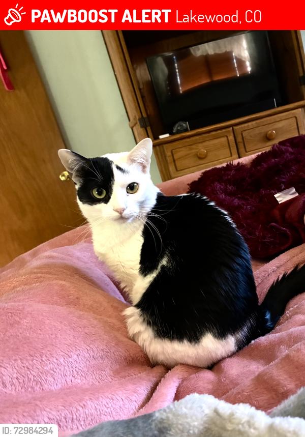 Lost Female Cat last seen Wadsworth and Missippi, Lakewood, CO 80232