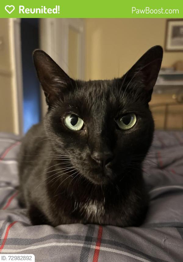 Reunited Female Cat last seen Berwick and Lyncourt , Syracuse, NY 13208