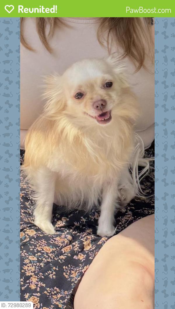 Reunited Female Dog last seen Ramona/casa verde, Monterey, CA 93940