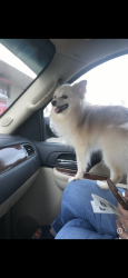 Lost Male Dog last seen Nolana/29th/ Ware, McAllen, TX 78501