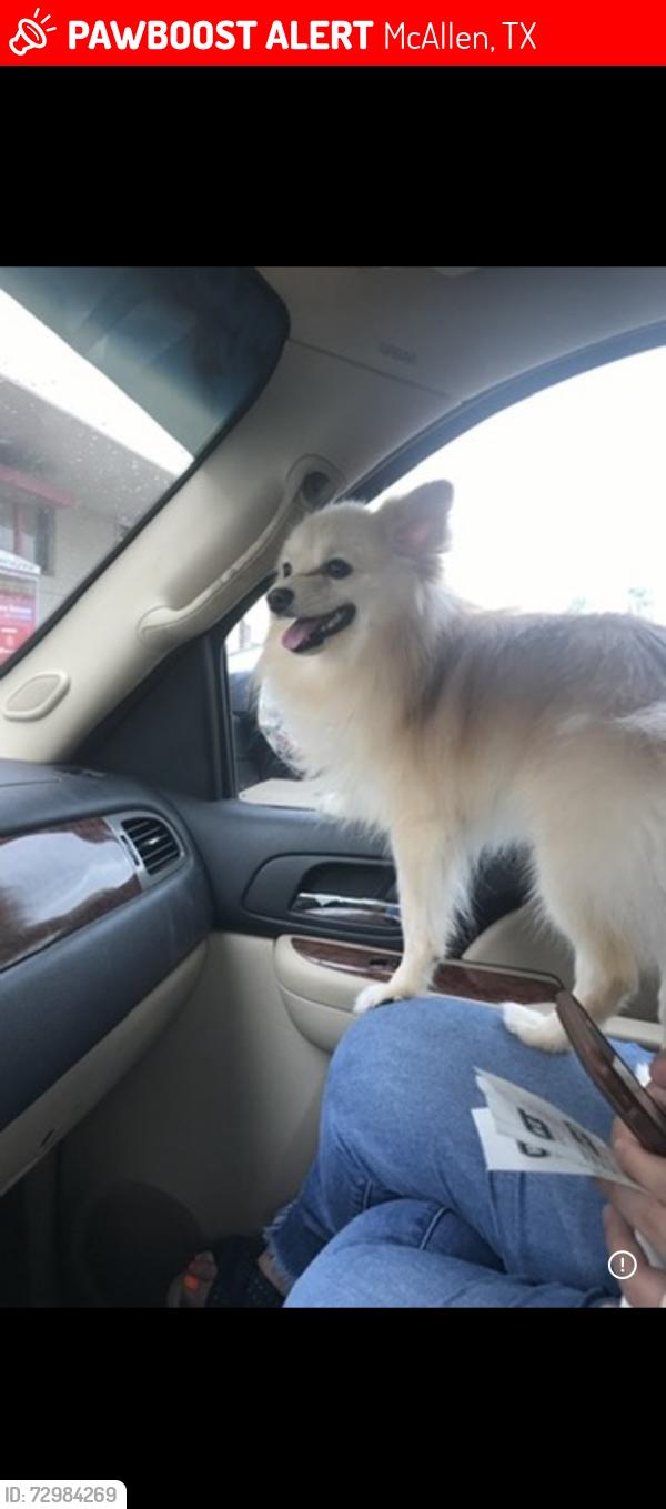 Lost Male Dog last seen Nolana/29th/ Ware, McAllen, TX 78501