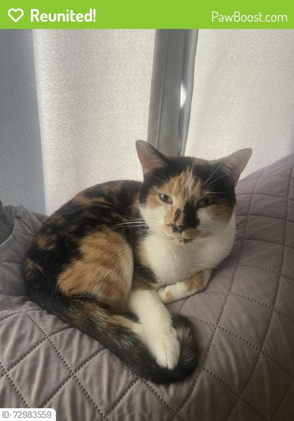 Reunited Female Cat last seen Mammoth road by 7/11, Lowell, MA 01854