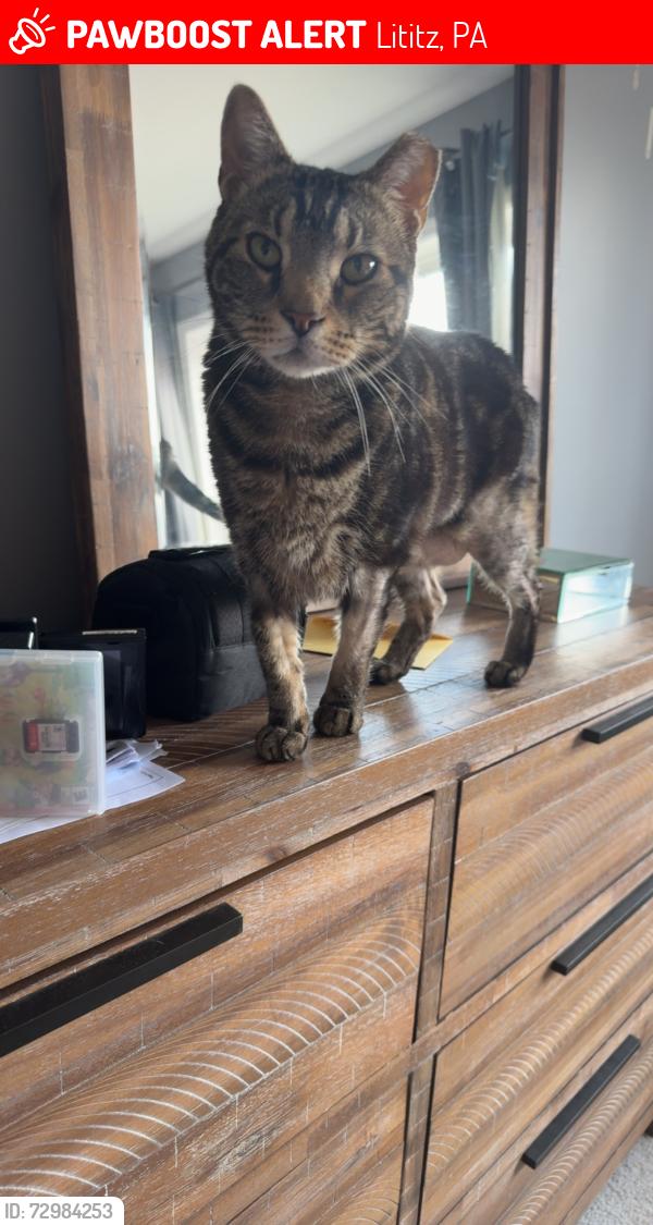 Lost Male Cat last seen Uncommon pizza , Lititz, PA 17543