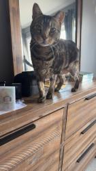 Lost Male Cat last seen Uncommon pizza , Lititz, PA 17543