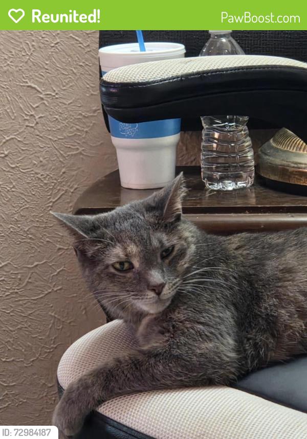 Reunited Female Cat last seen White and Greenwood in east toledo, Toledo, OH 43605