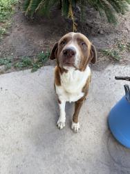 Lost Male Dog last seen Near Nugget St, Penitas, TX 78576