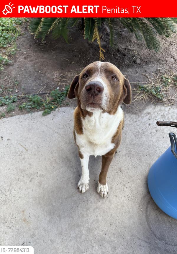 Lost Male Dog last seen Near Nugget St, Penitas, TX 78576
