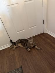Found/Stray Female Cat last seen  w streamside ave and s haven point way , Nampa, ID 83651
