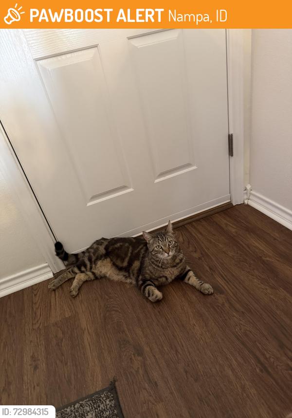 Found/Stray Female Cat last seen  w streamside ave and s haven point way , Nampa, ID 83651