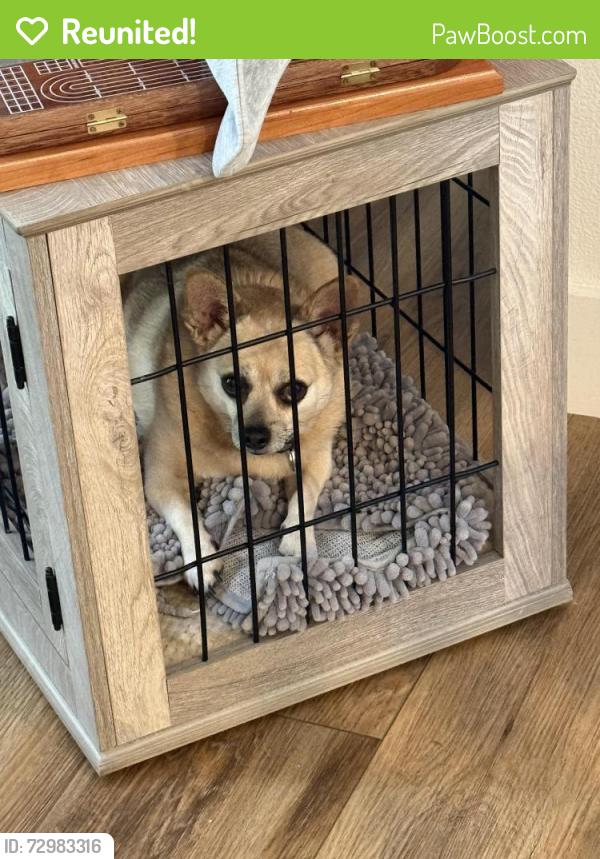 Reunited Female Dog last seen Patterson and Oak Oark , Pleasant Hill, CA 94523