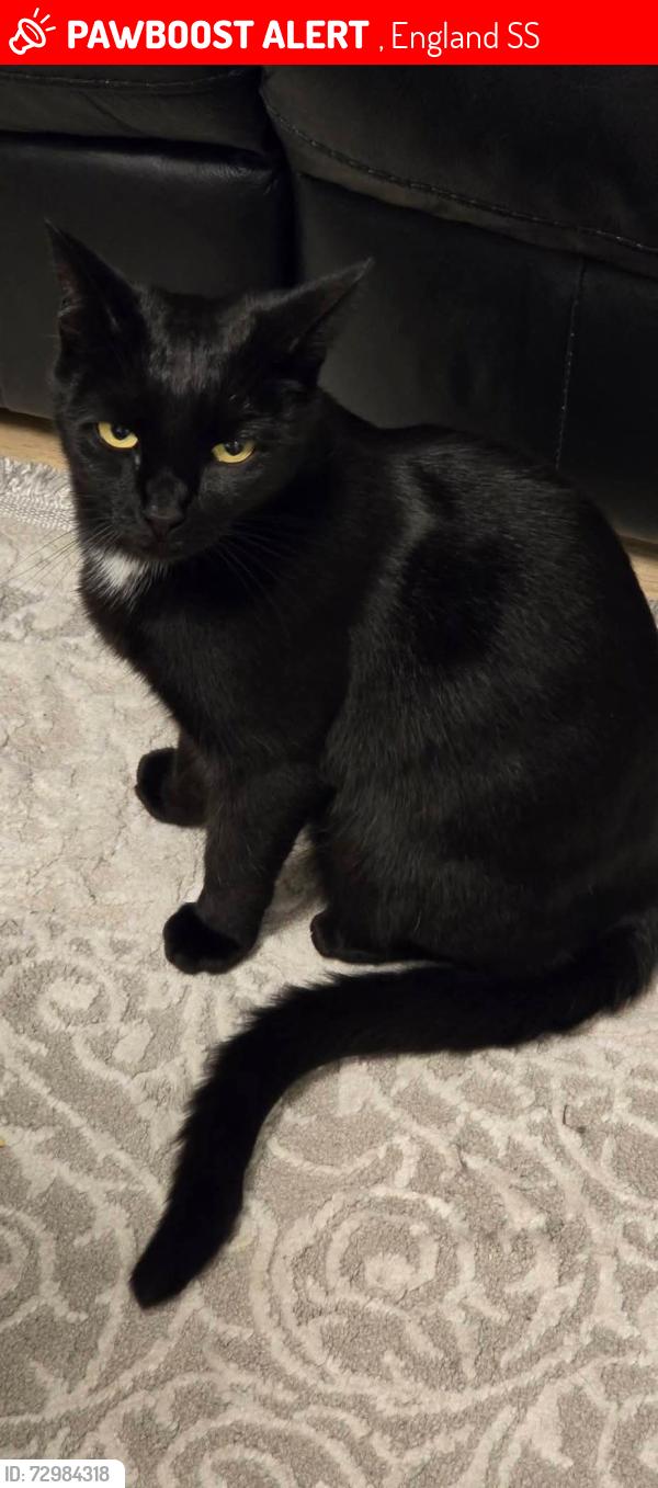 Lost Female Cat last seen South Avenue , , England SS2