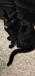 Lost Female Cat last seen South Avenue , , England SS2