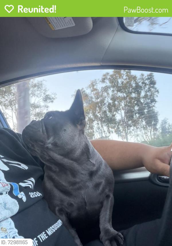 Reunited Female Dog last seen Channel island and Saviers , Oxnard, CA 93033
