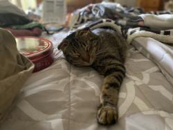 Lost Male Cat last seen Amelia and Foothill, Glendora, CA 91741