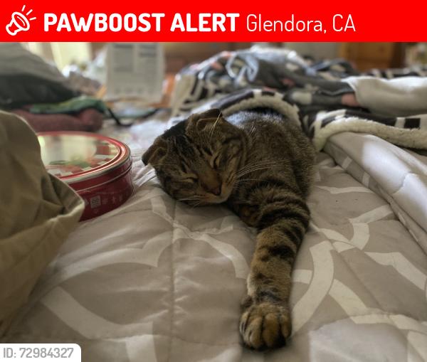 Lost Male Cat last seen Amelia and Foothill, Glendora, CA 91741