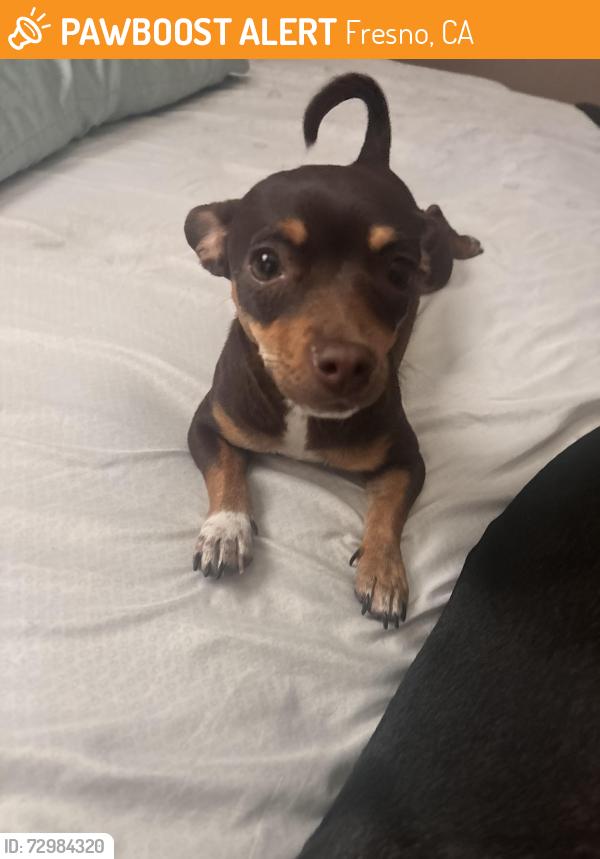 Found/Stray Female Dog last seen Bullard/Marks, Fresno, CA 93711