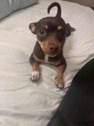Found/Stray Female Dog last seen Bullard/Marks, Fresno, CA 93711