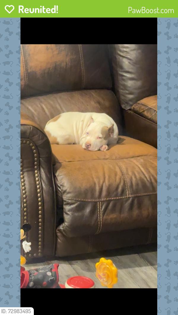 Reunited Female Dog last seen Date ave & 77th , Lubbock, TX 79404