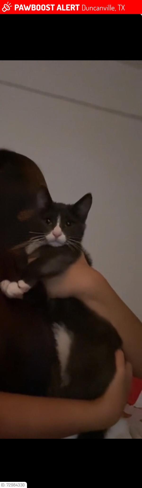 Lost Male Cat last seen In my Neighbourhood, Duncanville, TX 75116