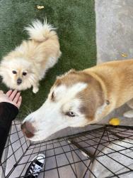 Lost Female Dog last seen Paletero Rd Cathedral City, Cathedral City, CA 92234