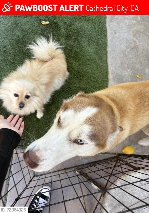 Lost Female Dog last seen Paletero Rd Cathedral City, Cathedral City, CA 92234