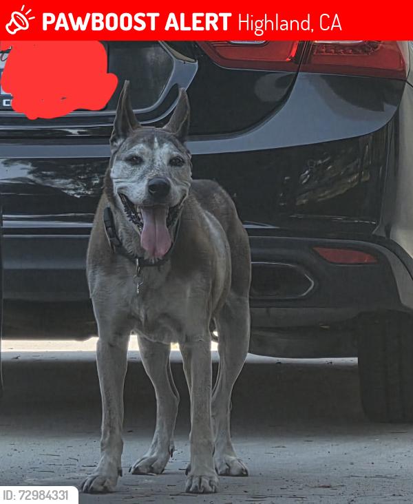 Lost Male Dog last seen 9th and lankershim , Highland, CA 92346