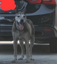 Lost Male Dog last seen 9th and lankershim , Highland, CA 92346